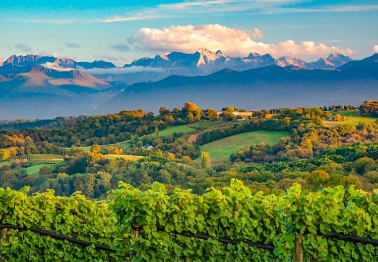 Jurançon : le vin qui grandit face aux Pyrénées