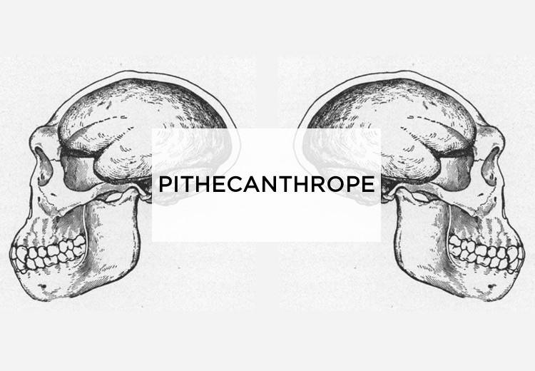 Pithécanthrope